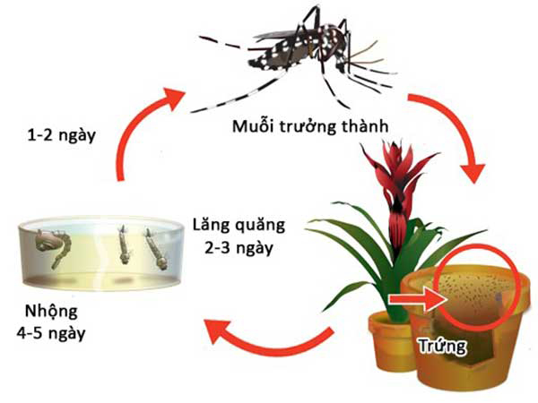 Bệnh sốt xuất huyết và cách phòng chống